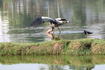 A beautiful and colourful painted stork is seen wading in the shallow waters of a lake