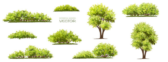 Fototapeta premium Vector watercolor of tree side view isolated on white background for landscape and architecture drawing, elements for environment and garden, painting botanical for section