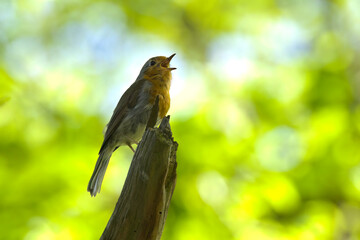 cute robin, redbreast on tree stump, chriping robin, adorable redbreast, green background, bokeh, chirping bird, bird on a branch