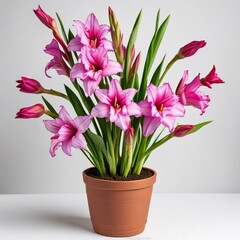 bouquet of pink tulips