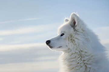 Naklejka premium Young woman lying on the floor with her dog and using mobile phone at home, smiling happy girl looking to cute black white border collie sitting next to her in living room interior 