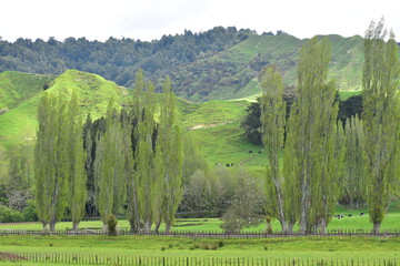 Dairy farm paddocks with grazing livestock resting under scattered trees along the Forgotten World Highway in Taranaki region. Location: Taranaki New Zealand