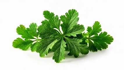 Fototapeta premium Fresh and vibrant green herbs