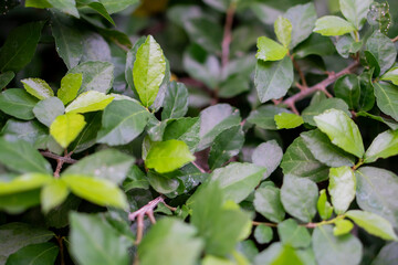 Close-up of green leaves with natural texture