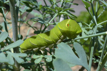 緑色の芋虫、アゲハの幼虫
