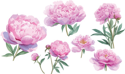 pink peony watercolor clipart	
