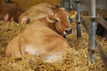 Pregnant Jersey cow on a modern farm in Denmark