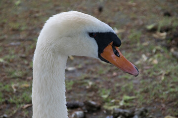 Porträt eines Höckerschwans