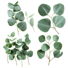 Obraz premium Collection of Various Eucalyptus Leaves Arranged on a transparent Background, Showcasing Different Shapes and Sizes of Green Foliage