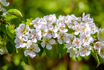 Flowering branch of pear in the garden in spring
