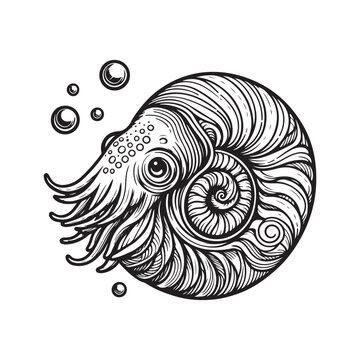 recommend clip art: Line art of nautilus cartoon vector