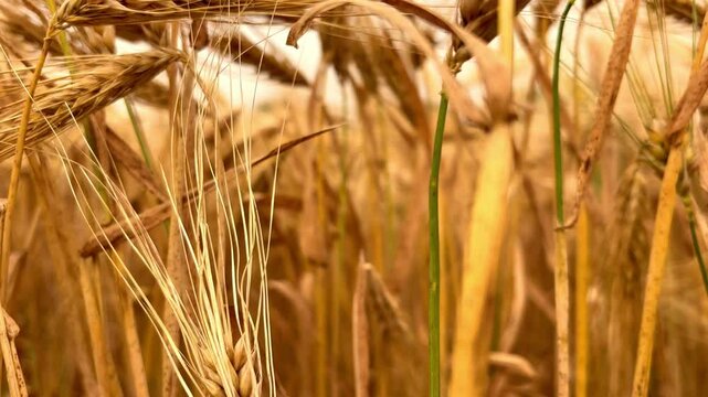 Rural scenery. Background of ripening ears of wheat field and sunlight. Crops field. Selective focus. Field landscape.