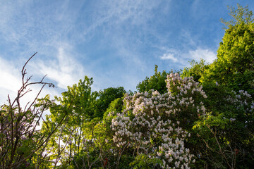 Green and flowering trees under a clear blue sky.