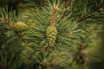 Detailed close-up of a green pine cone nestled among pine needles on a tree. The image captures the intricate textures and natural beauty of the pine foliage.