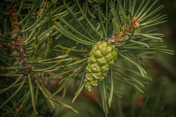 Detailed close-up of a green pine cone nestled among pine needles on a tree. The image captures the intricate textures and natural beauty of the pine foliage.