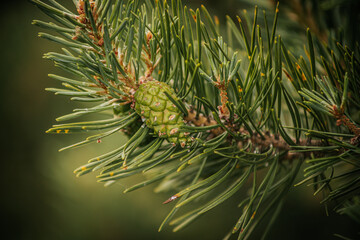 Detailed close-up of a green pine cone nestled among pine needles on a tree. The image captures the intricate textures and natural beauty of the pine foliage.