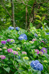 梅雨の晴れ間に咲く紫陽花
