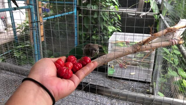 Red cherries in the owner's hand, are Sun conures bird and Green check bird waiting to eat in the cage behind