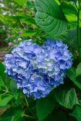 梅雨の晴れ間に咲く青い紫陽花
