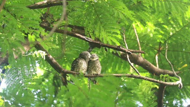Couple of spotted owlet, Athene brama, help grooming each other at tropical forest habitat for nocturnal bird of prey and wildlife concept