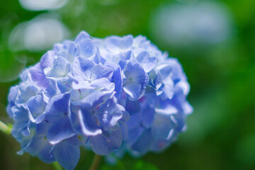 梅雨の晴れ間に咲く青い紫陽花
