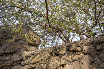 Flowering branches of a fruit tree over a fence made of stone blocks.