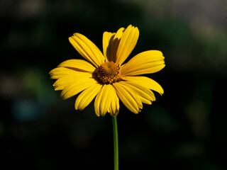 Closeup photo of a yellow heliopsis flower against a dark green background