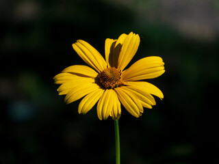 Closeup photo of a yellow heliopsis flower against a dark green background