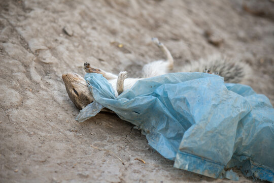 squirrel dead on ground with plastic in neck