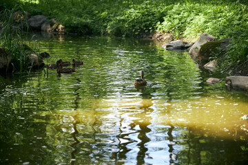 ducks and ducklings swimming in the pond next to water lilies on a summer day
