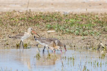 A close-up shot of a juvenile or subadult Black-tailed godwit (Limosa limosa) in migration foraging in its natural habitat, a wetland reserve, in Beijing, China. Distinct long bill and long legs. 