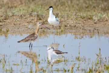 A mixed flock of a Black-tailed godwit (Limosa limosa), a Pied avocet (Recurvirostra avosetta) and a Marsh sandpiper (Tringa stagnatilis) in migration, foraging in a wetland reserve in Beijing, China.