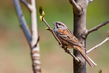 A singing adult male Godlewski's bunting (Emberiza godlewskii) in breeding plumage in its natural habitat (shrubs and trees) in a montane open woodland in Beijing, China. Blurred background.