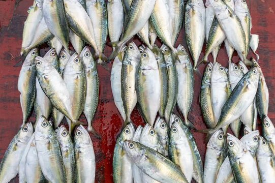 Fresh varieties of sea food meat like fishes, crabs, shrimp, prawns, squid, cuttlefish, octopus, sharks, dry fish, etc,. Selling at Chennai Kasimedu - the largest fish market place in south india.