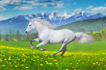 White horse run in mountain landscape © kwadrat70