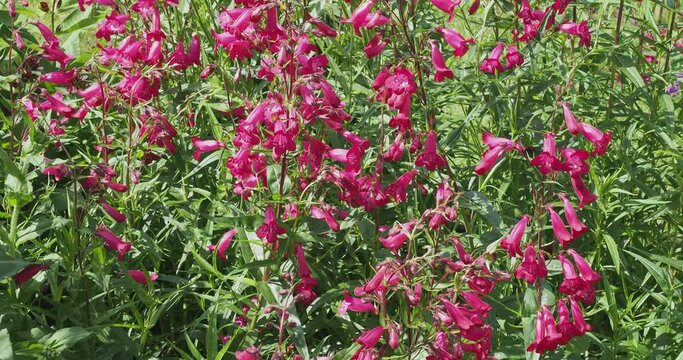 Penstemon x gloxinioides) Bellflower Beardtongue 'Garnet' . Ornamental bushy plant with long tubular pink flowers with white throat grouped in loose spikes above green foliage