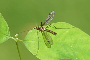 Male crane fly Nephrotoma guestfalica, family Tipulidae on a leaf of a common snowberry. Dutch garden, Summer, June.