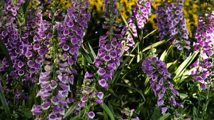 The Purple Foxglove (Digitalis purpurea) is a strikingly beautiful plant known for its tall spires of tubular flowers. |毛地黃
