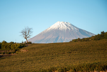 Naklejka premium 富士山と茶畑の美しいコラボ風景Beautiful collaborative landscape of Mt. Fuji and tea plantations