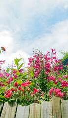 (Penstemon x gloxinioides) Garnet Beard Tongue flowers in vibrant colors of red and pink, bring a touch of warmth and dynamism to flower beds