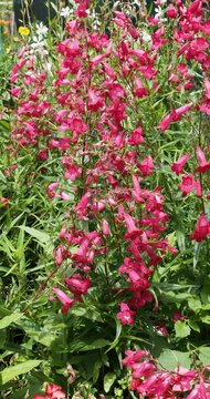 Penstemon x gloxinioides) Garnet Beard Tongue. A Mass of spikes of red tubular flowers with hot pink overtones and white throats rising above lance-shaped leaves in late spring 
