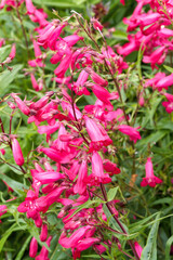 Fototapeta premium Beardtongues or Penstemon x gloxinioides 'Garnet' producing numerous upright flower stalks with long, tubular pink to reddish flowers with white throat along purple stalks