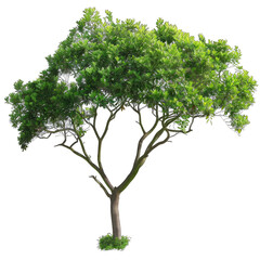 Obraz premium tree isolated on white background