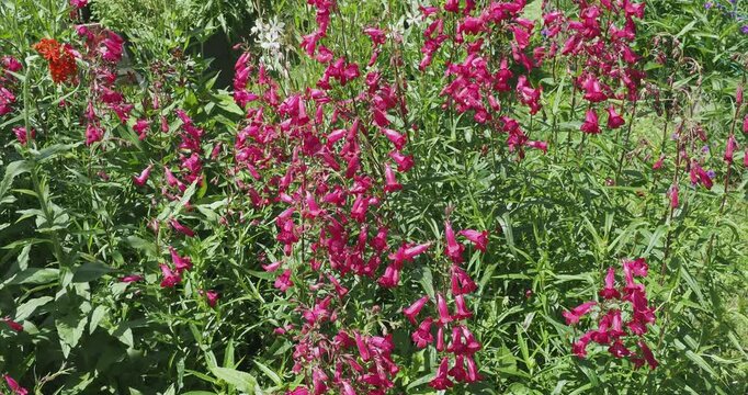  Penstemon x gloxinioides. Beardtongue 'Garnet' . Bushy plant with abundant flowering of tubular, bell-shaped soft pink flowers along erect purple spikes bearing lanceolate leaves
