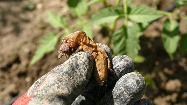 Gryllotalpa beetle, an agricultural pest, in the hands of a farmer