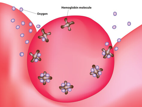How is oxygen transported in the body (Haemoglobin molecules inside red blood cells pick up and carry the oxygen)