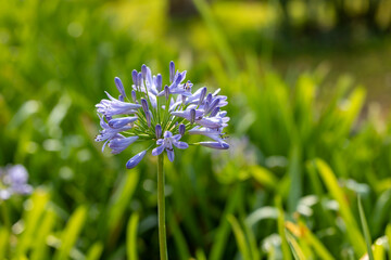 Blue agapanthus or African lily of nile flower is blooming in summer season for ornamental garden concept