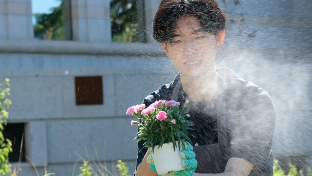 Asian man gardener is spraying a potted plant with pink flowers. He is fumigate to eliminate plagues