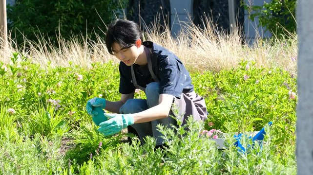 Asian man gardener is spraying a plant. He is fumigate to eliminate plagues. Man is kneeling in a garden, tending to the plants