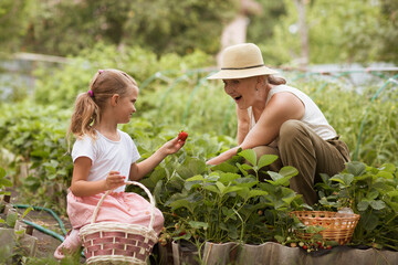 grandmother and little granddaughter pick strawberries in garden beds. 